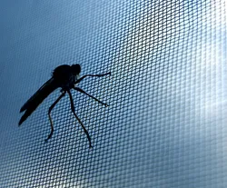 Will the plastic surface fall during the use of Security screen mesh?
